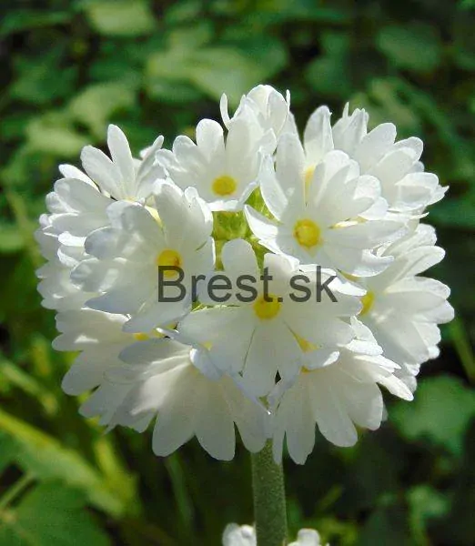 Primula denticulata, alba